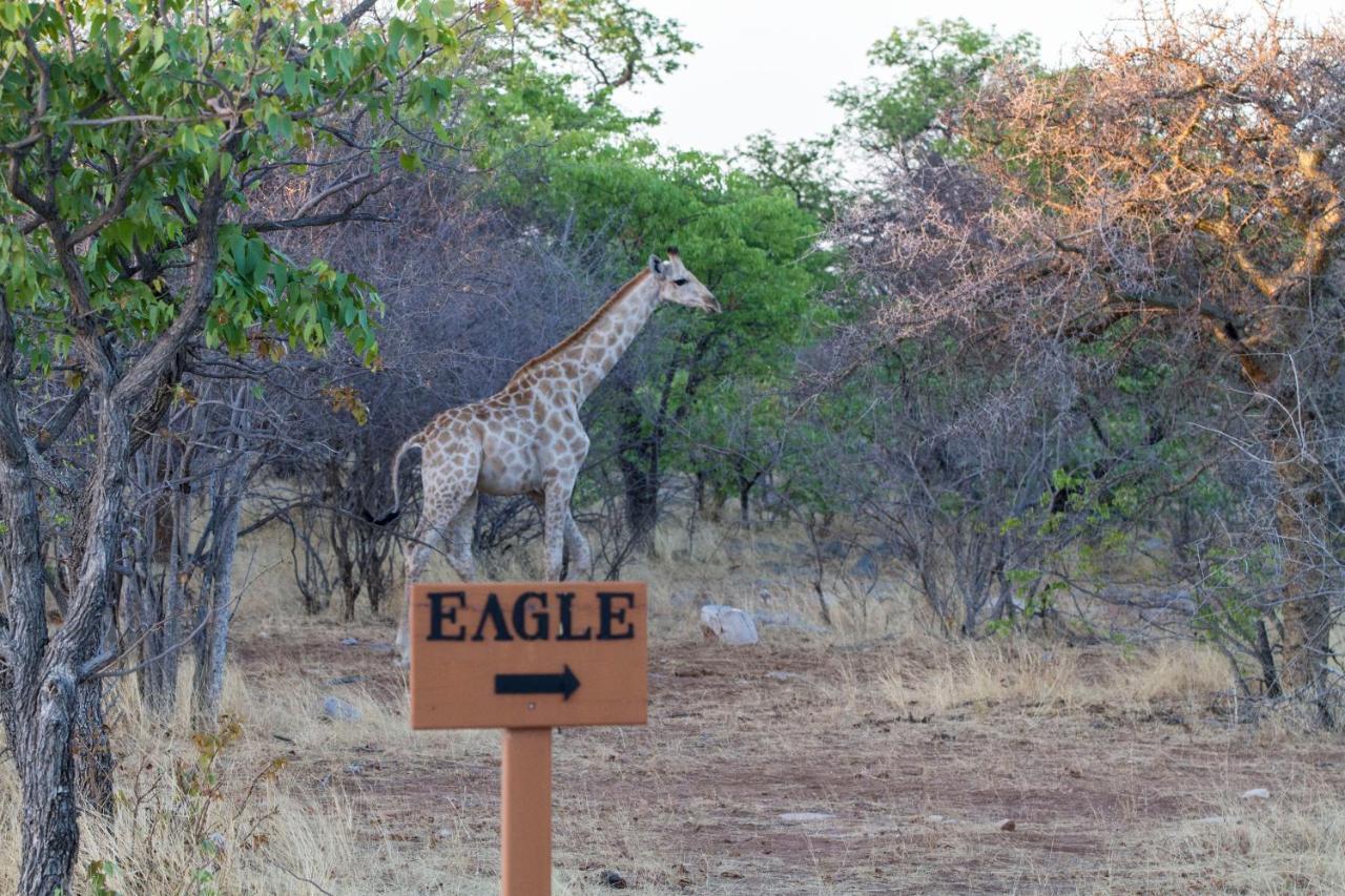 Eagle Tented Lodge & Spa Okaukuejo Eksteriør bilde